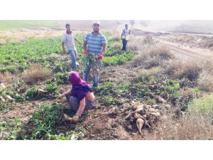 Yazıhan Ovasında Pancar Hasadı Başladı