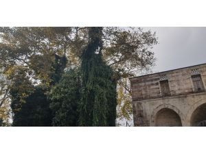 İntihar Etmek İçin Sultanahmet Camii’ndeki Ağaca Çıktı, Dal Kırılınca Düştü
