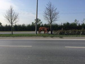 İpini Koparan Atlar Trafikte Tehlike Saçtı
