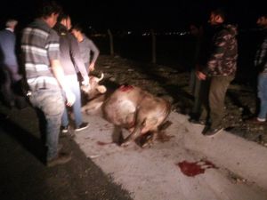 Silivri’de Otomobil İneğe Çarptı