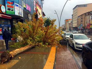 Muş’ta Şiddetli Rüzgar Ağacı Devirdi