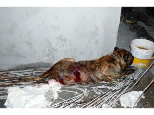 Kadını Ve Köpeğini Kurtarmak İsteyen Mahalleli Saldırgan Köpeği Bıçakladı