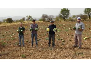 Gercüş’te Karpuz Hasadı Başladı
