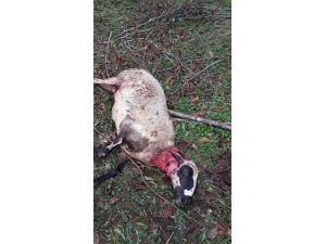 Aç Kalan Köpekler Koyunlara Saldırdı
