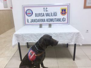 Bursa’da 60 Bin Liralık ’Varis’ Operasyonu