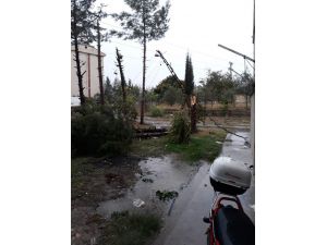 Üzerine Yıldırım Düşen Ağaç Parçalandı