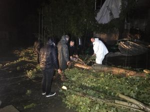 Beytüşşebap’ta Ağaçlar Devrildi, Çatılar Uçtu