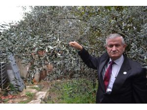 İnegöl’de Artık Zeytin De Yetişiyor