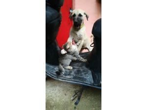 Kedi Ve Köpeğin Dostluğu İnsanlara Ders Verdi