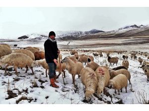 Erzincan’da Kar Nedeniyle Koyun Sürüleri Yaylada Mahsur Kaldı
