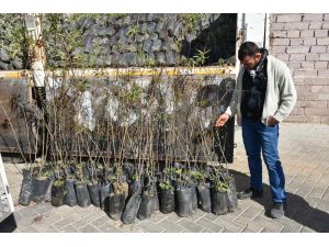 Manisa’da Meyveciliğe 6 Bin 410 Fidan Desteği