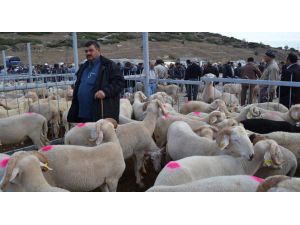 Manisa’nın Kula İlçesinde De Hayvan Pazarı Kapatıldı