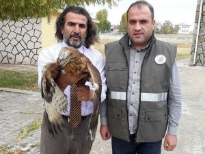 Tedavisi Tamamlanan Kızıl Şahin Yaşam Alanına Bırakıldı