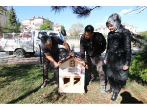 Safranbolu’da Kedi Evlerinin Sayısı Artıyor
