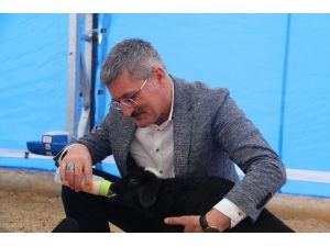 Belediye Eliyle Hayvan Yetiştiriciliği