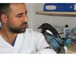 Saksağan Kendisini Tedavi Eden Veterinerden Ayrılamıyor