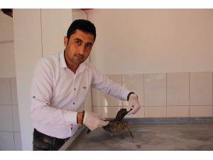 Tedavisi Yapılan Çulluk Doğaya Bırakıldı
