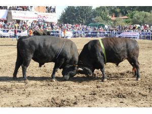 20 Aylık Bebek 185 Bine Güreş Ağası Oldu