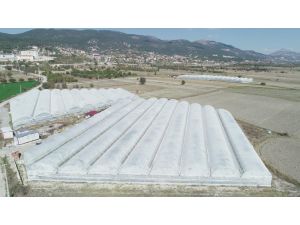 Denizli’de Açıkta Domates Yerini Yayla Domatesine Bırakıyor