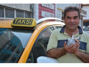 Taksi Durağında Güvercin Besliyor