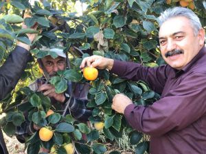 Karaman’da Cennet Hurması Hasadı Başladı