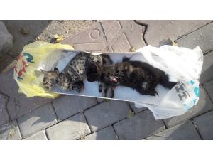 Başkent’te Vahşet
