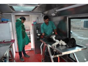 Yüksekova’da Köpekler Kısırlaştırılıyor