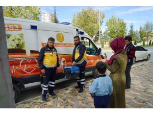 Aracın Çarptığı Yaralı Kediye, Hayvan Ambulansı Müdahale Etti