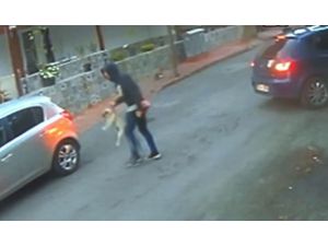 3 Dilde Komutları Anlayan Köpek Çalındı