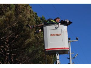 Kozalak Toplayan Adam Elektrik Akımına Kapılarak Öldü