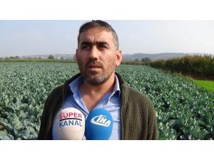 Karnabahar, Lahana Ve Brokolide Rekolte Sevindiriyor