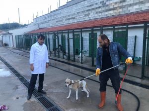 Bilecik’te Pitbull Vahşeti