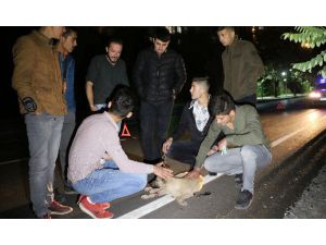 Araba Çarpan Yavru Köpek İçin Gençler Seferber Oldu