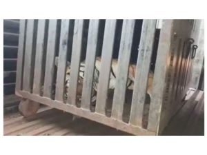 Hindistan’da 14 Kişiyi Öldüren Kaplan Vuruldu
