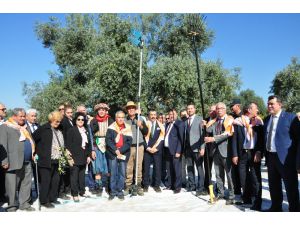 Milas Zeytin Hasat Şenliği Kutlandı