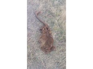 6 Aylık Hamile İneği Silahla Vurup Parçaladılar