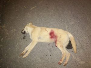 Kümesindeki Tavukları Yiyen Köpeği Tüfekle Öldürdü