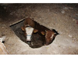 Tütün Mahzenine Düşen 2 Büyükbaş Hayvanı İtfaiye Kurtardı