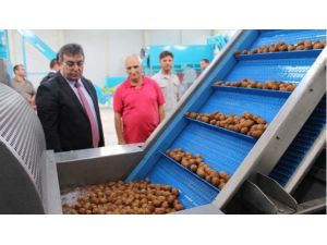 Ceviz İşleme Tesisi Ekonomik Yatırımlarla Hayat Buldu