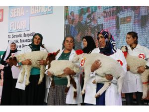 Bu Da Kuzuların Güzellik Yarışı