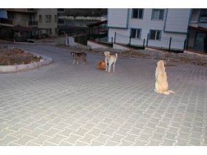 İzmir’de Öğrencinin Yaşadığı Sokak Köpeği Dehşeti Hayatını Karartıyordu