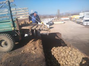 Hisarcık’ta 500 Ton Şeker Pancarı Üretildi