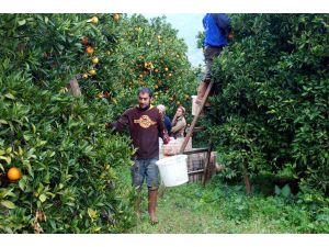 Hazirandaki Dolu Yağışı Finike Portakalını Vurdu
