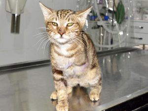 Patisi Ampute Edilen Kedi, Yaralı Bulan Turistle Almanya'ya Gidecek
