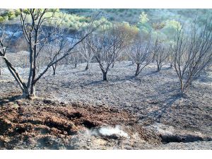 Manavgat'ta Yangının Bilançosu Gün Ağarınca Ortaya Çıktı