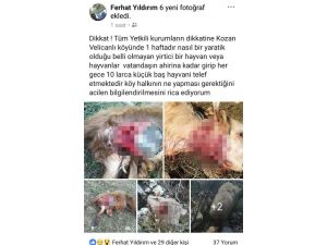 Adana’da Kurtlar Küçükbaş Hayvanlara Saldırdı