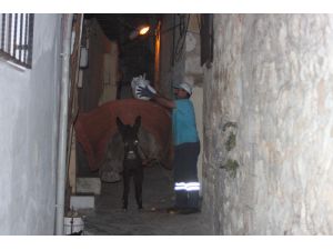 Antakya’nın Dar Sokaklarında Çöpler ‘Eşeklerle’ Toplanıyor