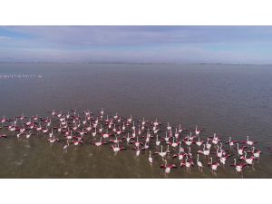 Göçmen Kuşların Kışlık Mekanı Çukurova Deltası Flamingolarla Renklendi