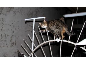 Balkon Korkuluklarına Saplanan Kediyi İtfaiye Kurtardı