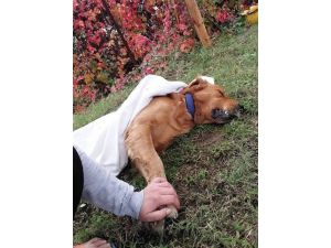Hatay’da 3 Köpek Zehirlenerek Telef Edildi